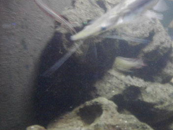 IM004042