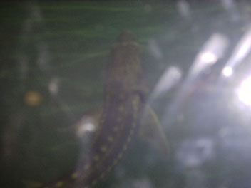 Image016