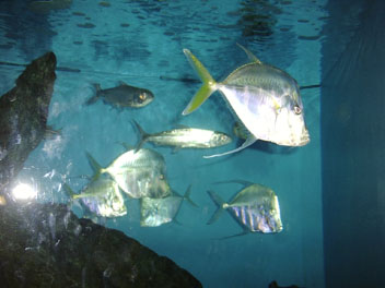 Image026