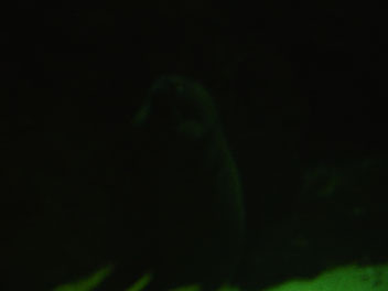 Image033