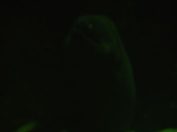 Image034
