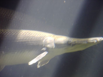 Image036