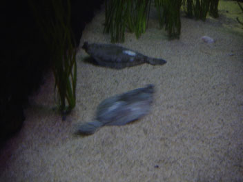 Image042