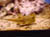 Image044